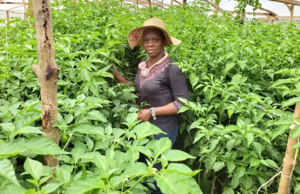 vegetable farming
